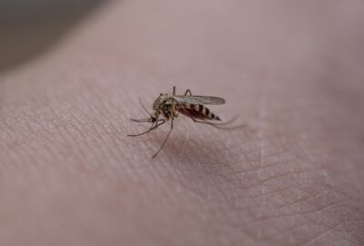 Comment_le_géranium_peut_vous_aider_à_chasser_les_moustiques_de_votre_maison_?