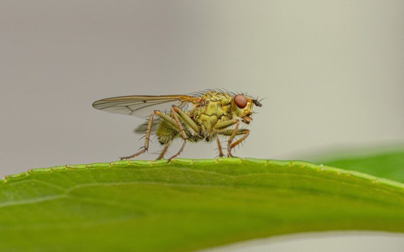 5_astuces_infaillibles_pour_chasser_les_moucherons_de_vos_plantes_d_intérieur