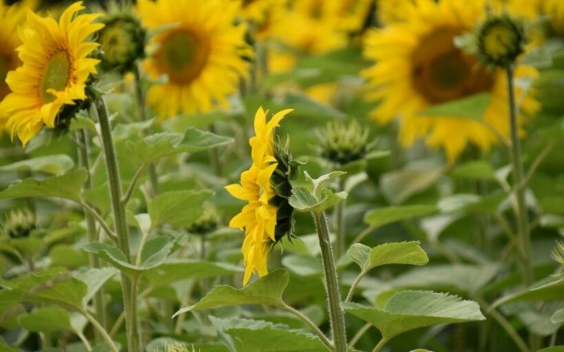 Cultiver_des_tournesols_et_d_autres_plantes_pour_nourrir_les_oiseaux_en_hiver
