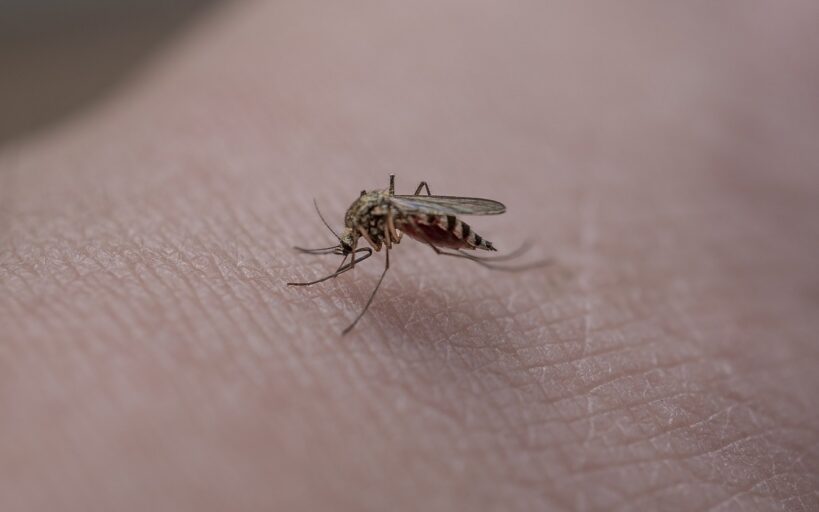 Comment_le_géranium_peut_vous_aider_à_chasser_les_moustiques_de_votre_maison_?