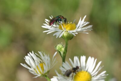 Comment_se_débarrasser_des_moucherons_qui_envahissent_vos_plantes_d_intérieur_?