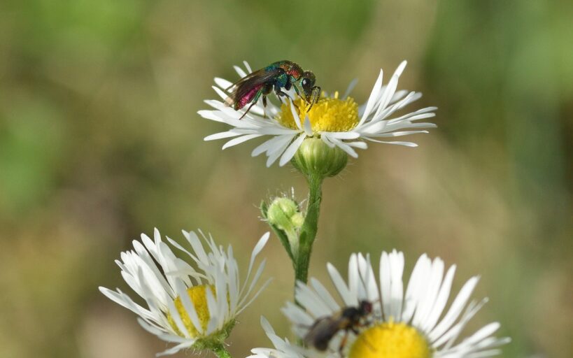 Comment_se_débarrasser_des_moucherons_qui_envahissent_vos_plantes_d_intérieur_?