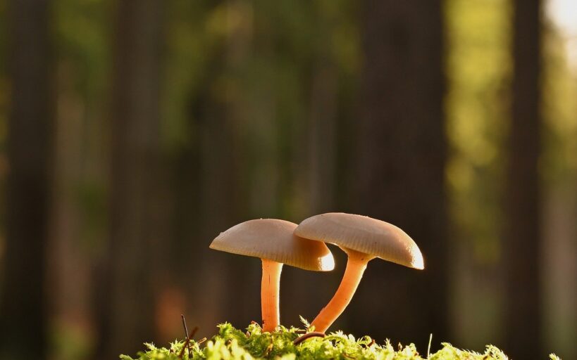Cultiver_ses_propres_champignons_comestibles_:_le_guide_ultime_pour_votre_maison