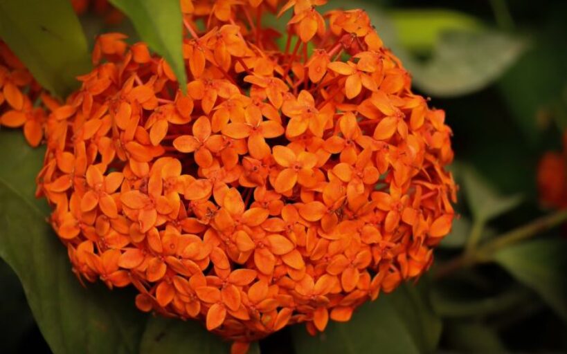 Les_meilleures_plantes_d_intérieur_colorées_pour_donner_du_style_à_votre_maison