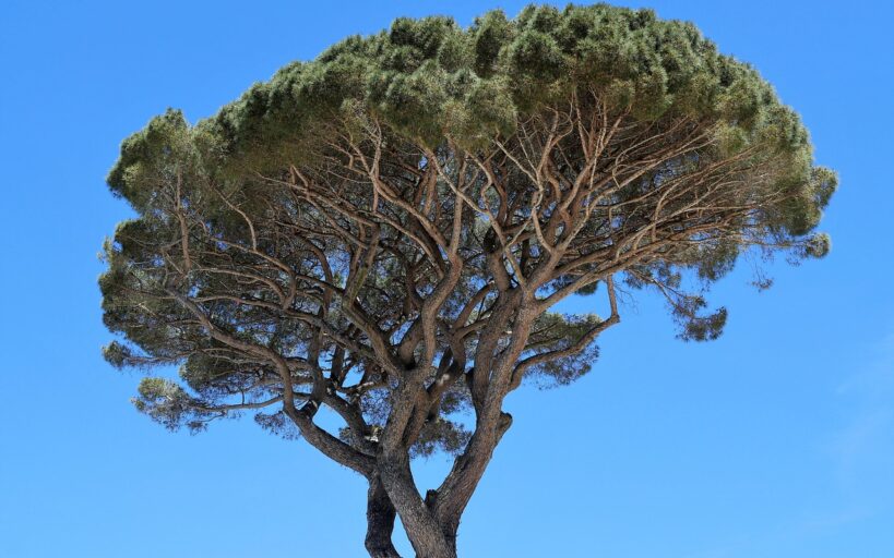 Transformez_votre_jardin_en_paradis_grâce_à_ces_5_arbres_en_pot_ou_pleine_terre