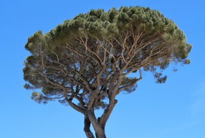 Transformez_votre_jardin_en_paradis_grâce_à_ces_5_arbres_en_pot_ou_pleine_terre