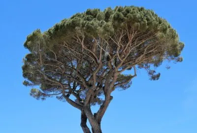 Transformez_votre_jardin_en_paradis_grâce_à_ces_5_arbres_en_pot_ou_pleine_terre