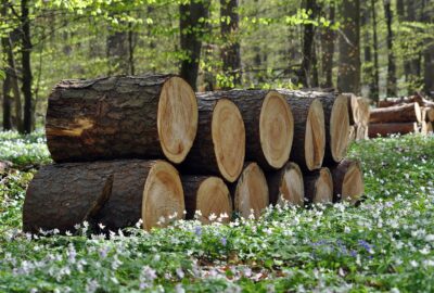 Construire_avec_authenticité_:_mettez_en_lumière_le_bois_du_Nord_dans_vos_projets