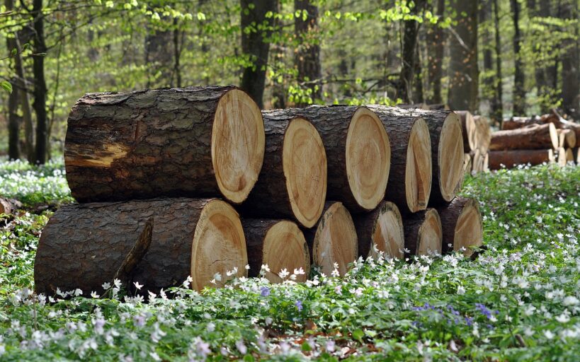 Construire_avec_authenticité_:_mettez_en_lumière_le_bois_du_Nord_dans_vos_projets