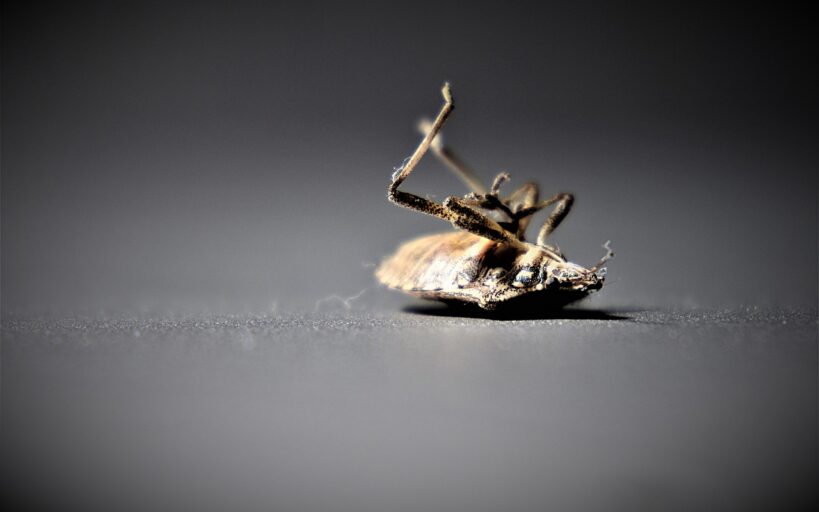 Infestations_de_punaises_de_lit_à_Paris_:_comment_faire_face_à_cette_menace_croissante_?