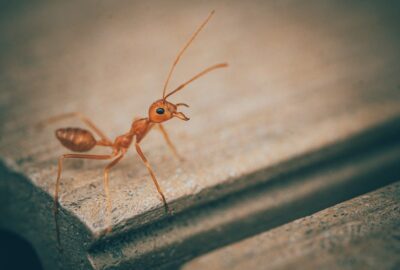 Huiles_essentielles_pour_les_fourmis_:_Comment_se_débarrasser_des_fourmis_naturellement_?