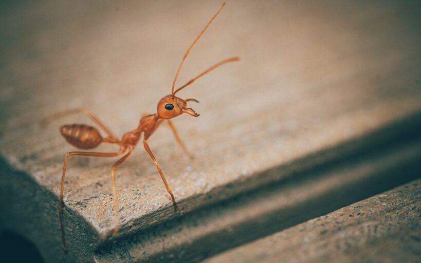 Huiles_essentielles_pour_les_fourmis_:_Comment_se_débarrasser_des_fourmis_naturellement_?