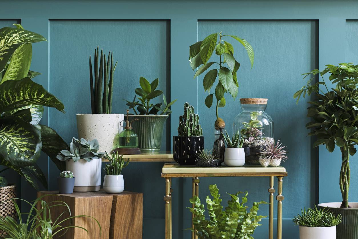déco intérieure tropicale