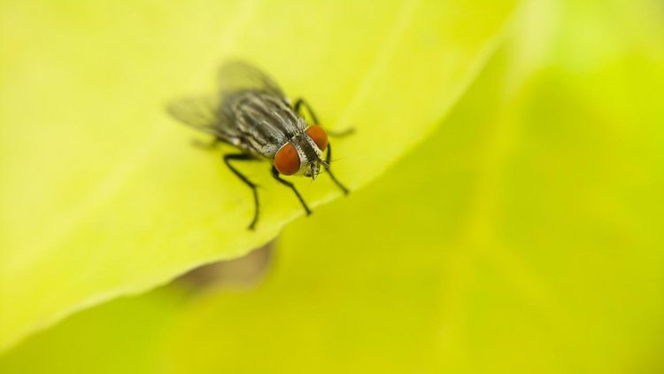 Comment se débarrasser des moucherons dans votre maison ?