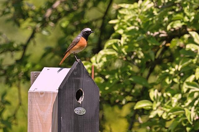 Comment encourager les oiseaux sauvages à venir dans votre jardin ?