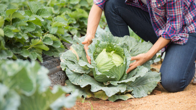 Cultiver un potager, bon pour votre santé, votre bien-être et vos économies !
